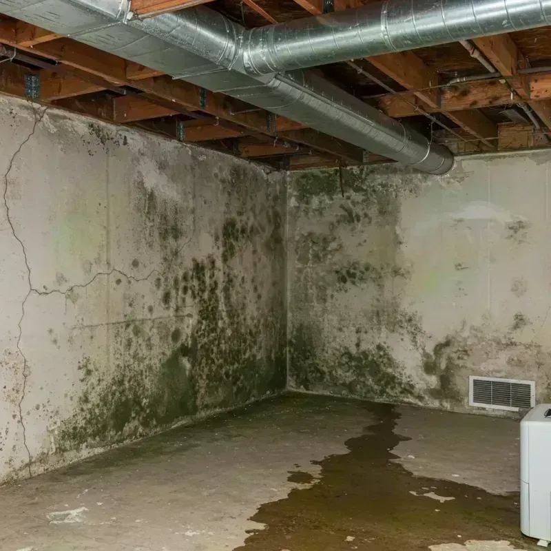 Professional Mold Removal in Cedar Hill, MO